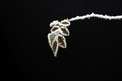 Close-up of frozen leaf against black background