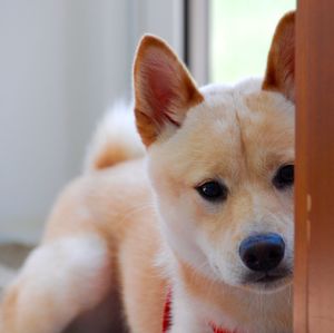 Close-up portrait of shiba inu at home