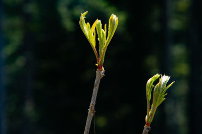 Close-up of flowering plant on field