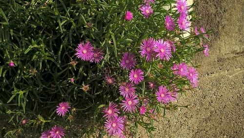 Pink flowers blooming in park