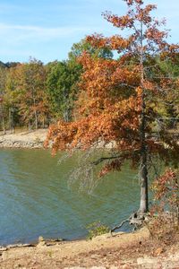 Trees by lake against sky