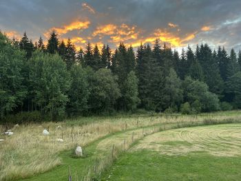 Scenic view of field against sky during sunset