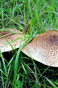 High angle view of snake on field