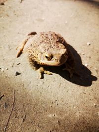 High angle view of frog on sand