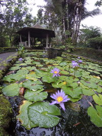 Flowers growing on plant against trees
