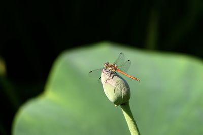 Close-up of insect on flower