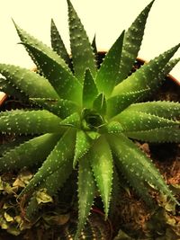 Close-up of succulent plant