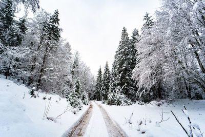 Snow covered road amidst trees during winter