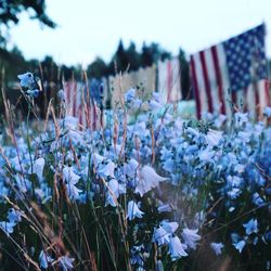 Close-up of flowering plants on field against sky