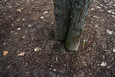 High angle view of tree trunk on field