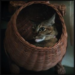 Close-up portrait of a cat