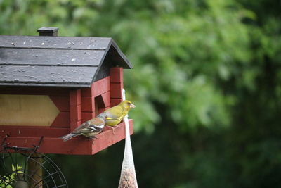 Bird perching on birdhouse
