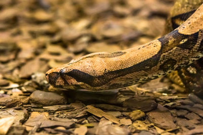 Close-up of lizard on a land