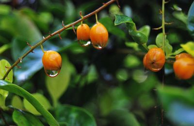 Close-up of orange leaves