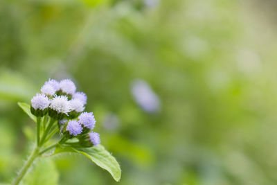 Close-up of flowers blooming outdoors