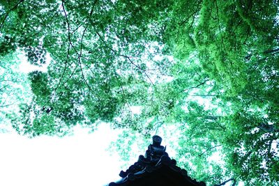 Low angle view of trees in forest