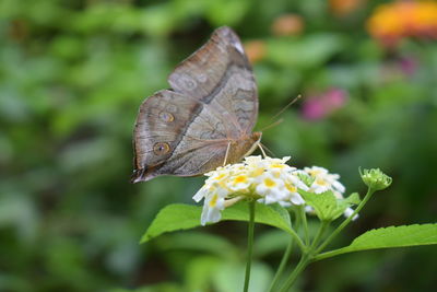 Close-up of butterfly pollinating on flower