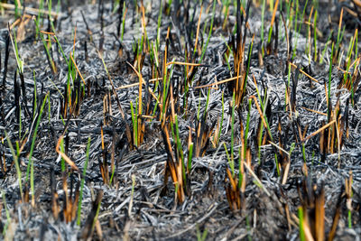 High angle view of plants on field