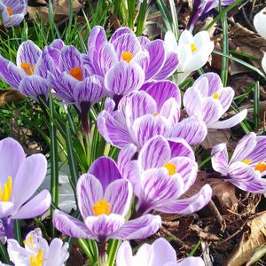 Close-up of purple crocus blooming outdoors