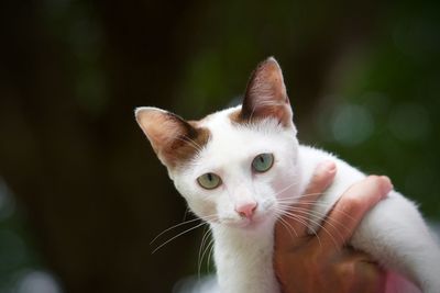 Close-up of hand holding cat