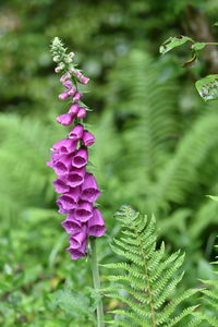 Close-up of purple flowering plant