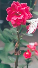 Close-up of rose against blurred background