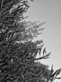 Low angle view of trees against clear sky