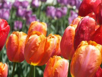 Close-up of red flowers