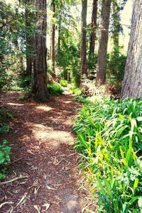 Scenic view of forest