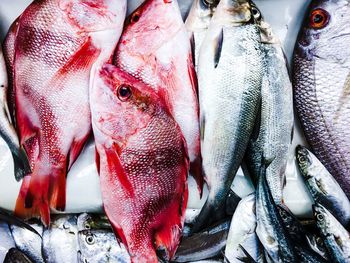 Close-up of fish for sale in market