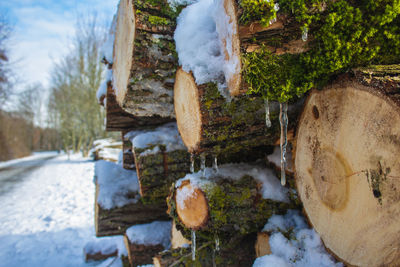 Close-up of snow covered plants against trees