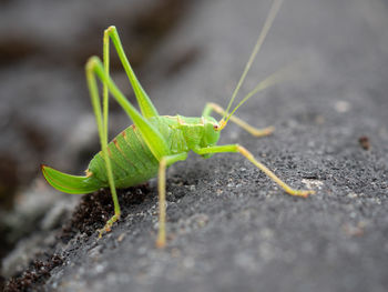 Close-up of insect