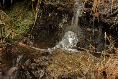 Water splashing in forest