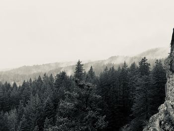 Scenic view of forest against clear sky