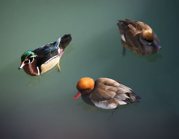 High angle view of ducks swimming in lake