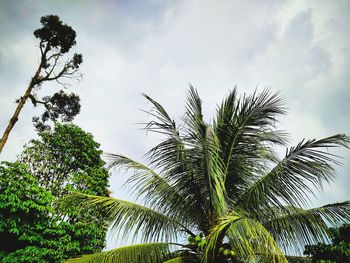 Low angle view of palm trees against sky