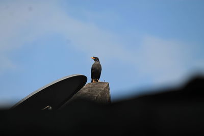 bird