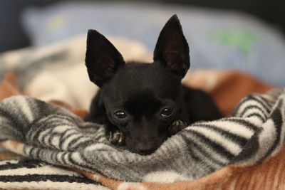 Close-up portrait of dog