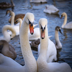 Swans at the swan sanctuary on the bank of the river severn in worcester, uk