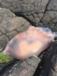 Close-up of turtle in water