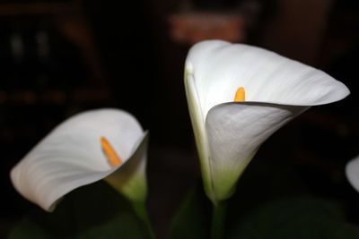 Close-up of white flower blooming outdoors