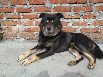 Portrait of dog sitting against wall