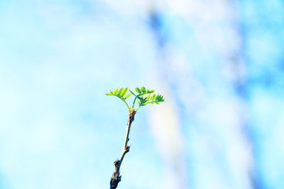 Close-up of plant against sky