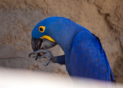 Close-up of parrot