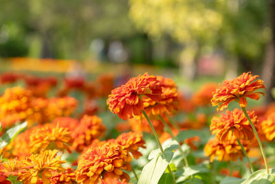 Zinnia flowers in the garden is a popular flower grown in the house and the place.