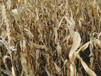 Full frame shot of wheat plants