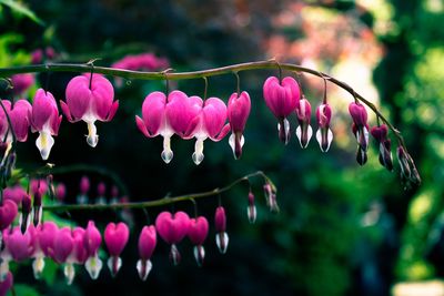 Close-up of pink bleeding hearts blooming in park