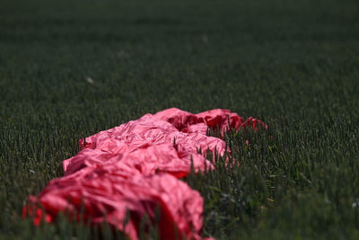 Close-up of red flower on field