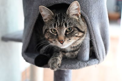 Close-up portrait of tabby cat