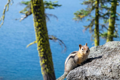 Portrait of squirrel